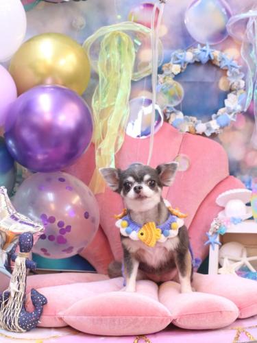 20240821ブルーちゃん